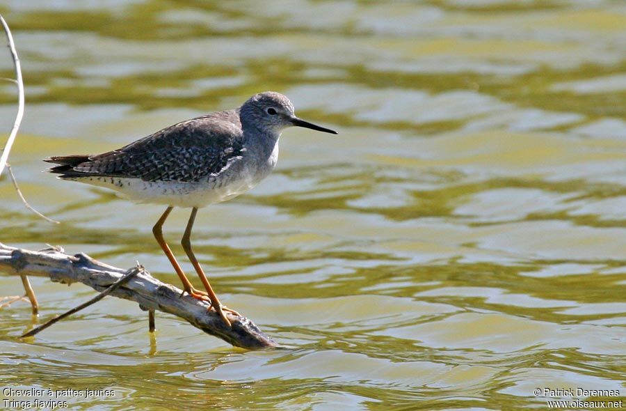 Lesser Yellowlegs, identification