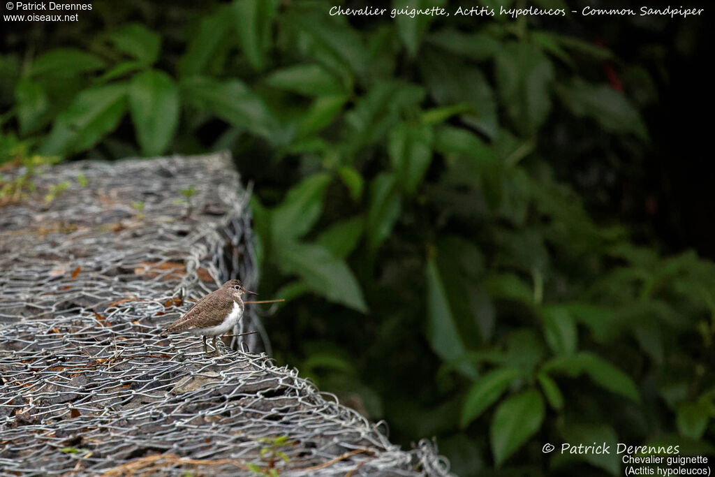 Common Sandpiper, identification, habitat