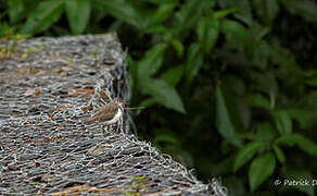 Common Sandpiper