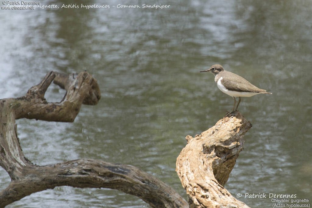 Common Sandpiper, habitat