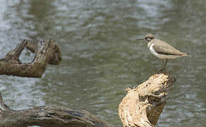 Common Sandpiper