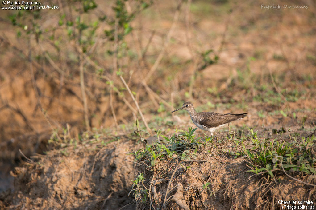 Chevalier solitaire, identification, habitat