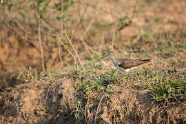 Solitary Sandpiper