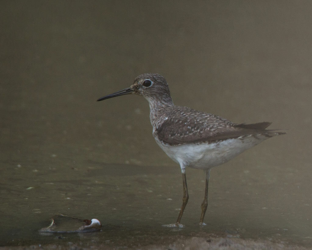 Chevalier solitaire, identification, habitat