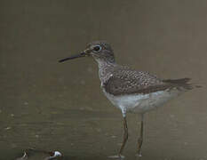 Solitary Sandpiper