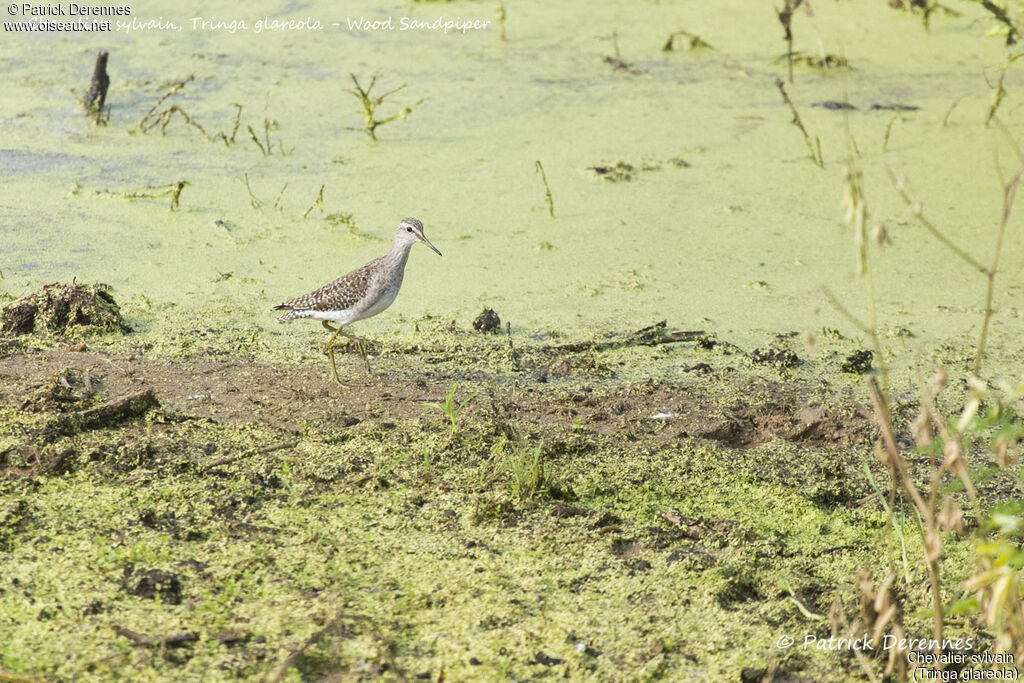 Wood Sandpiper, identification