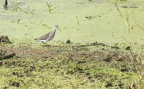 Wood Sandpiper