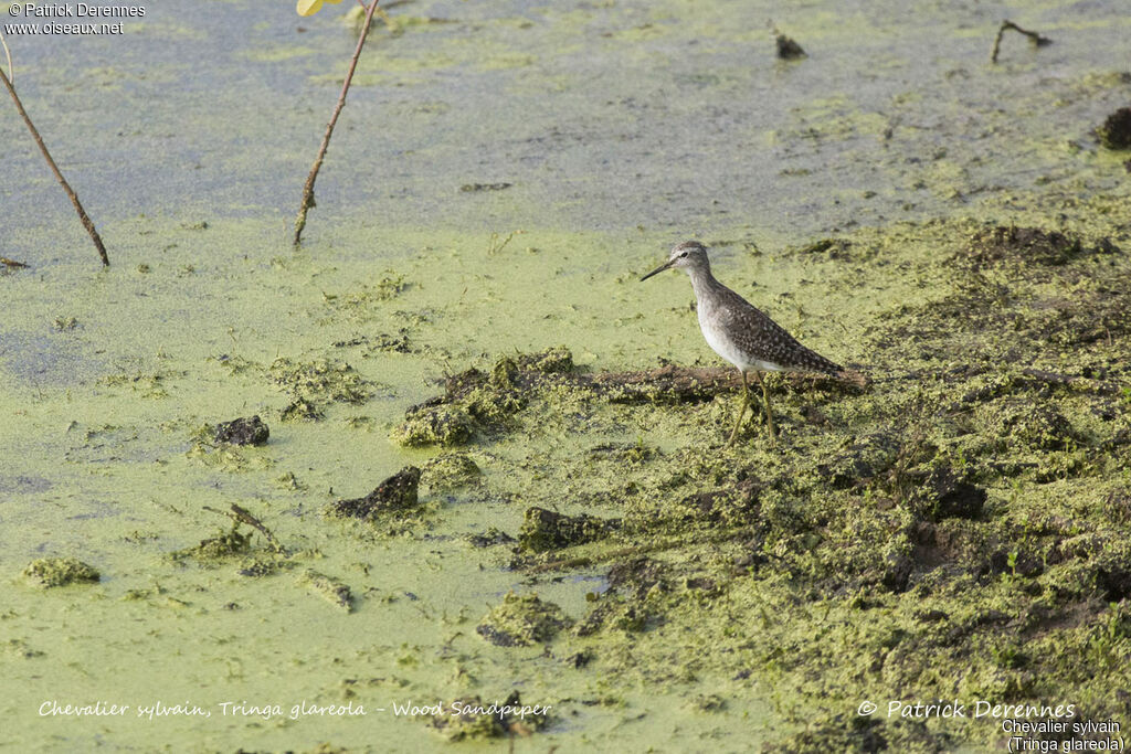 Chevalier sylvain, identification, habitat