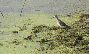 Wood Sandpiper