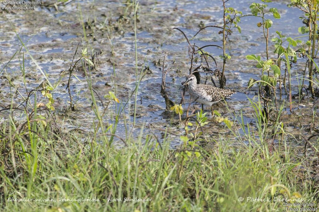 Wood Sandpiper, identification, habitat