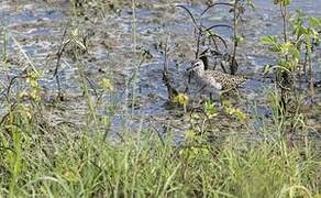 Wood Sandpiper