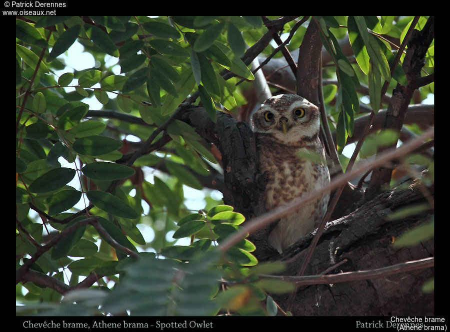 Spotted Owlet, identification, habitat