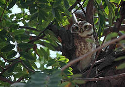 Spotted Owlet