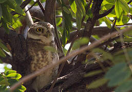 Spotted Owlet