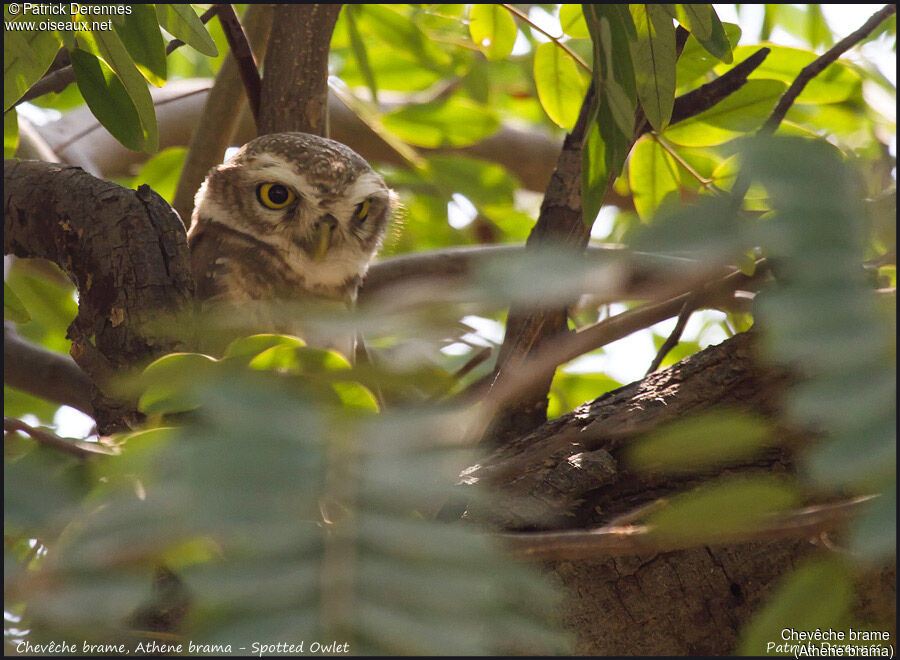 Spotted Owlet, identification, habitat