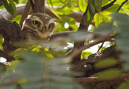 Spotted Owlet