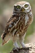 Little Owl