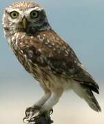 Little Owl