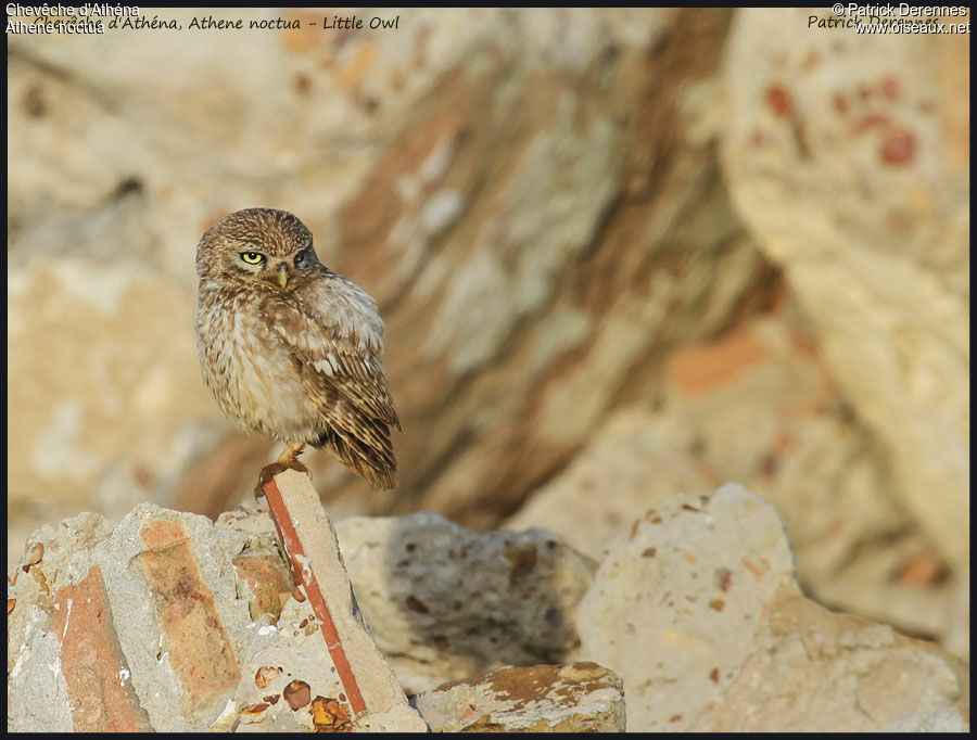 Chevêche d'Athéna, identification, Comportement