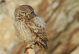 Little Owl