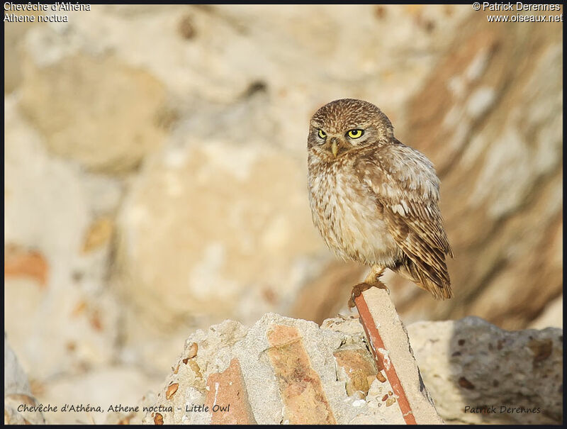 Little Owl, identification, Behaviour