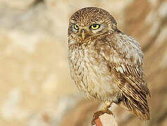 Little Owl