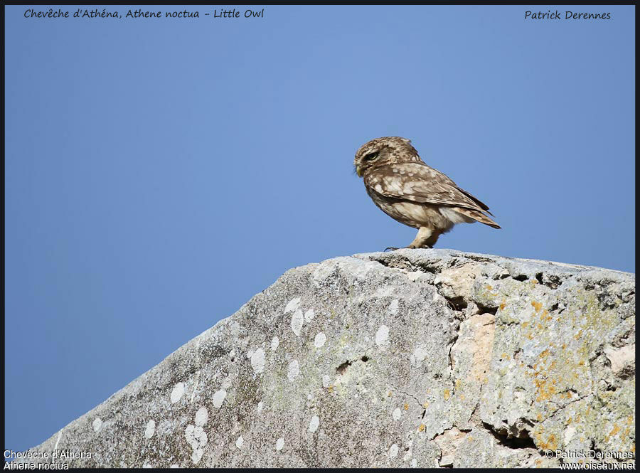 Chevêche d'Athéna, identification