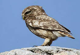 Little Owl