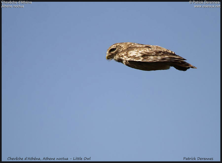 Little Owl, Flight