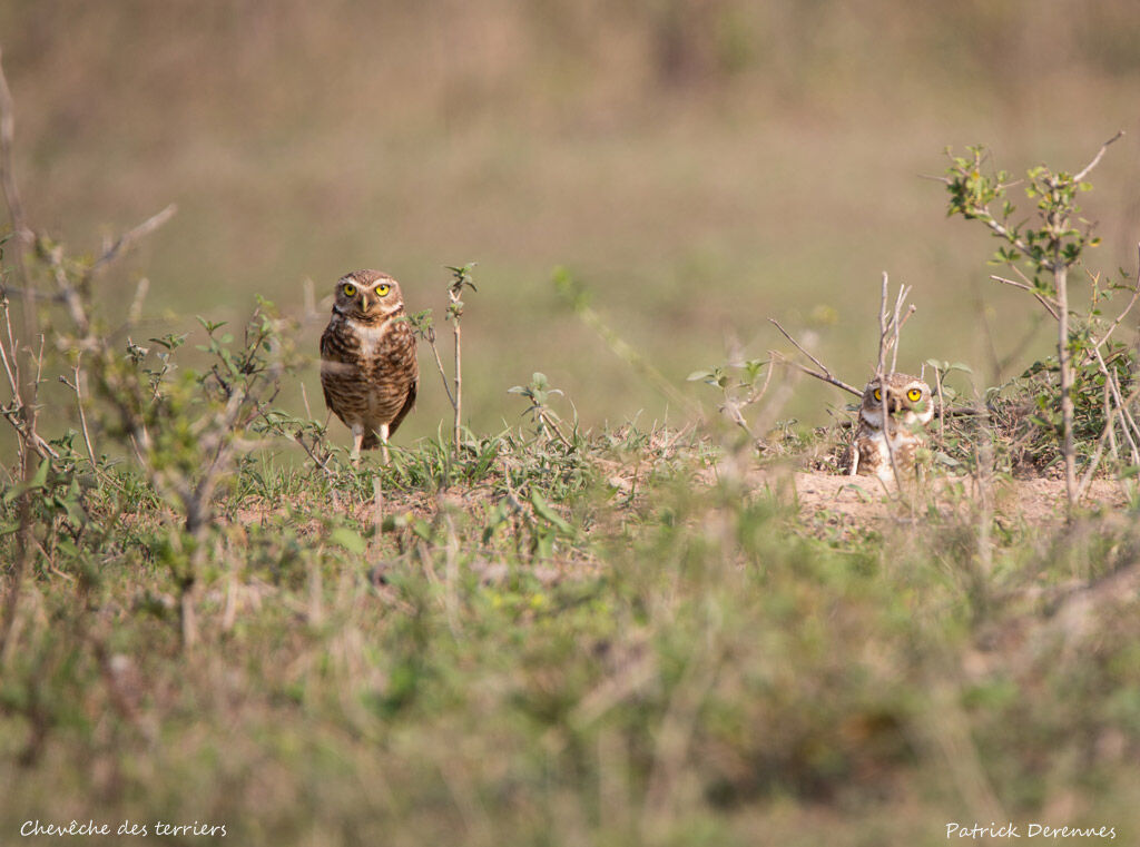 Burrowing Owl, identification, habitat