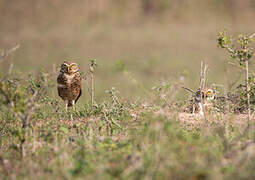 Burrowing Owl