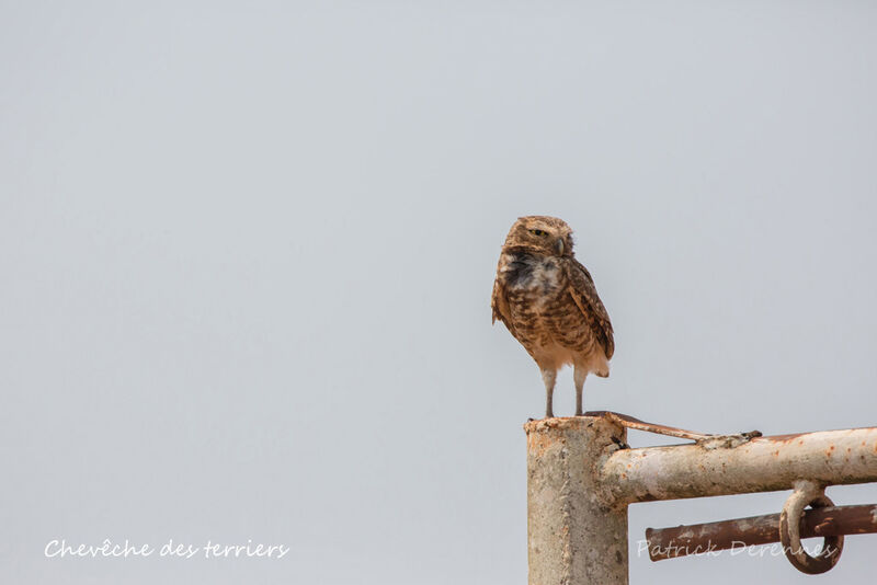 Burrowing Owl, identification, habitat