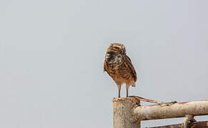 Burrowing Owl