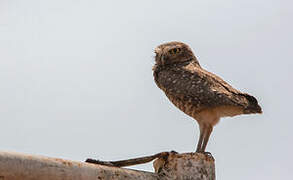 Burrowing Owl