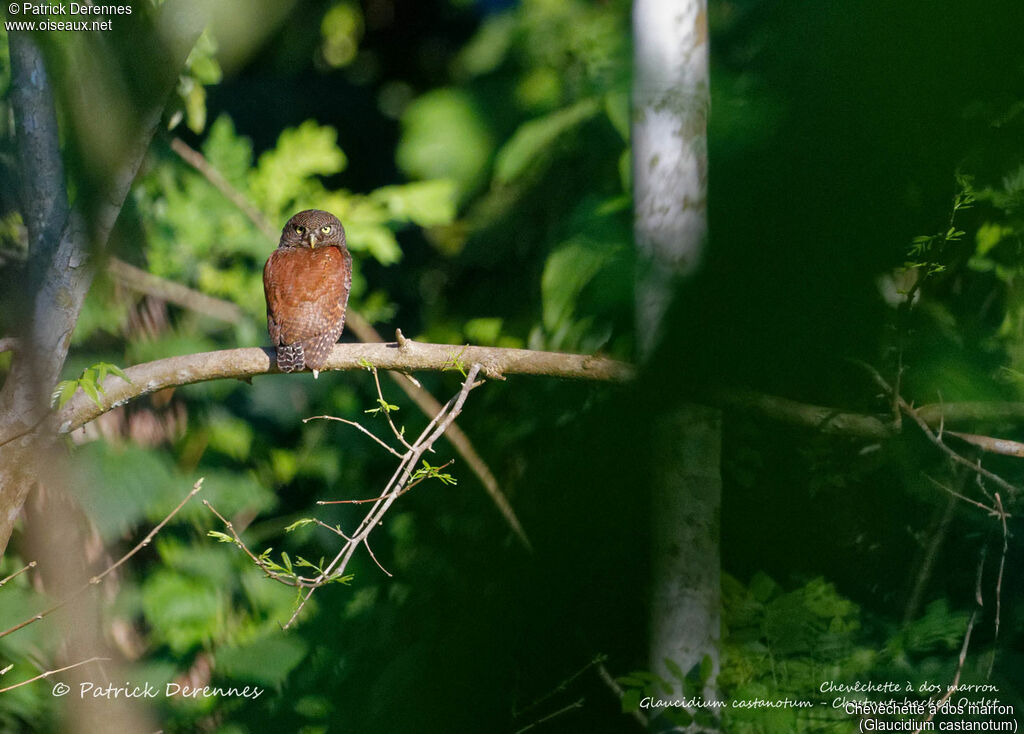 Chevêchette à dos marron, identification, habitat