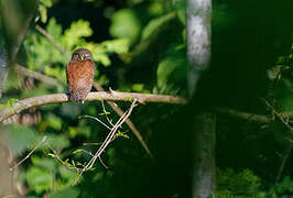 Chestnut-backed Owlet