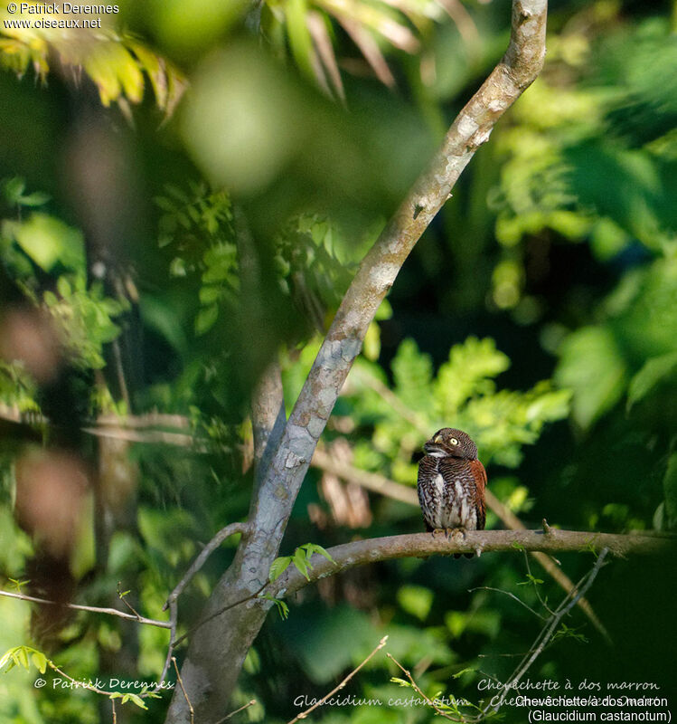 Chestnut-backed Owlet, identification, habitat