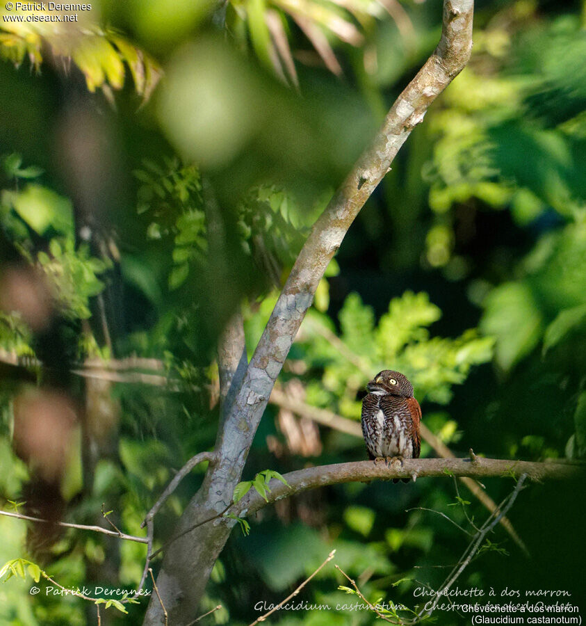 Chestnut-backed Owlet, identification, habitat