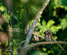 Chestnut-backed Owlet