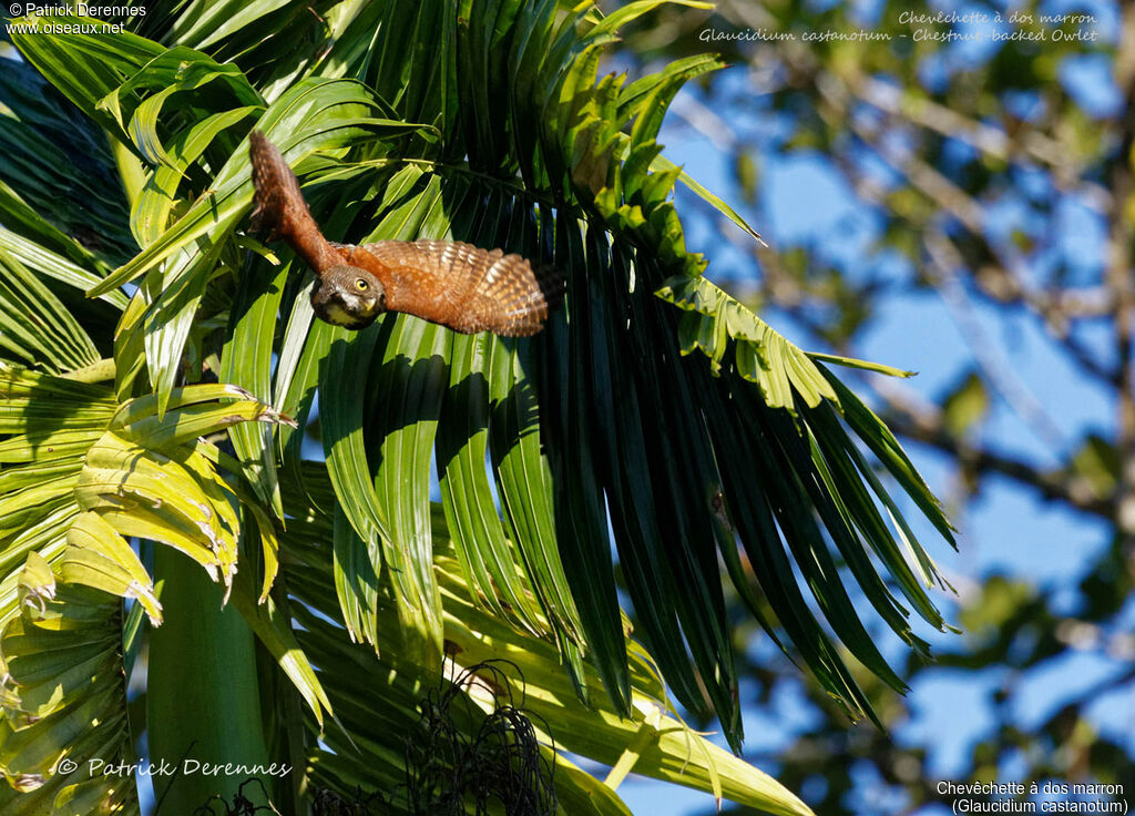 Chestnut-backed Owlet, identification, habitat, aspect, Flight