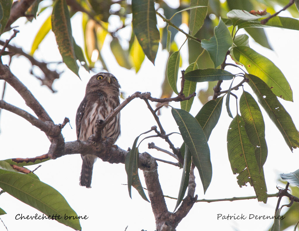 Ferruginous Pygmy Owl, identification, habitat, song