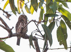 Ferruginous Pygmy Owl