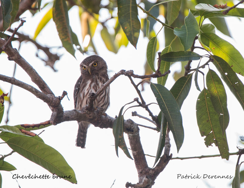 Ferruginous Pygmy Owl, identification, habitat
