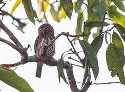 Ferruginous Pygmy Owl