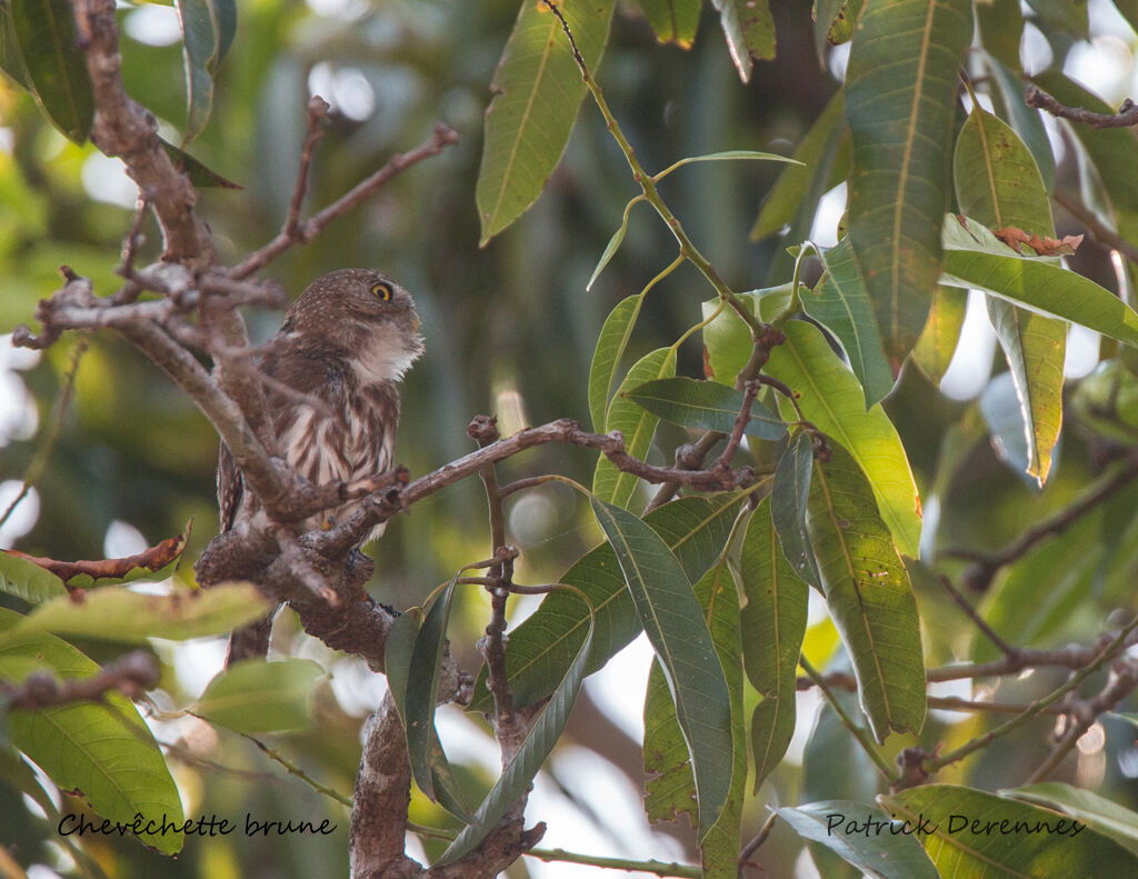 Chevêchette brune, identification, habitat, chant