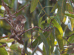 Ferruginous Pygmy Owl