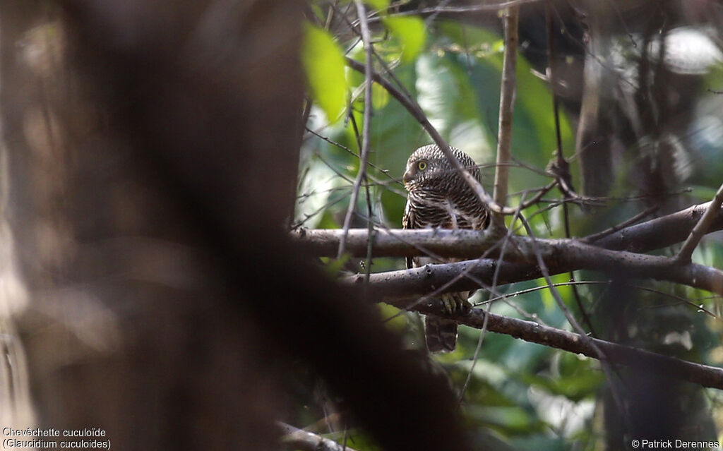 Asian Barred Owlet