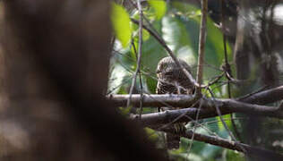 Asian Barred Owlet