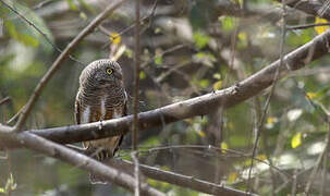 Asian Barred Owlet