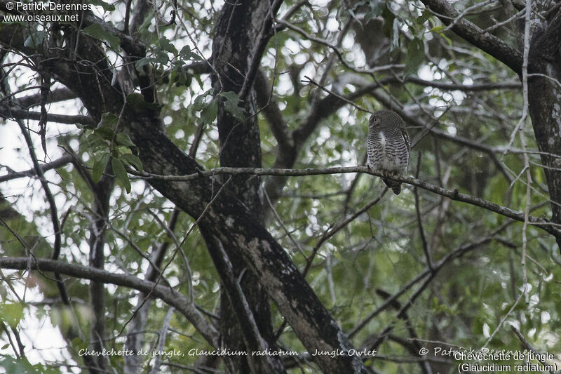 Jungle Owlet, identification, habitat